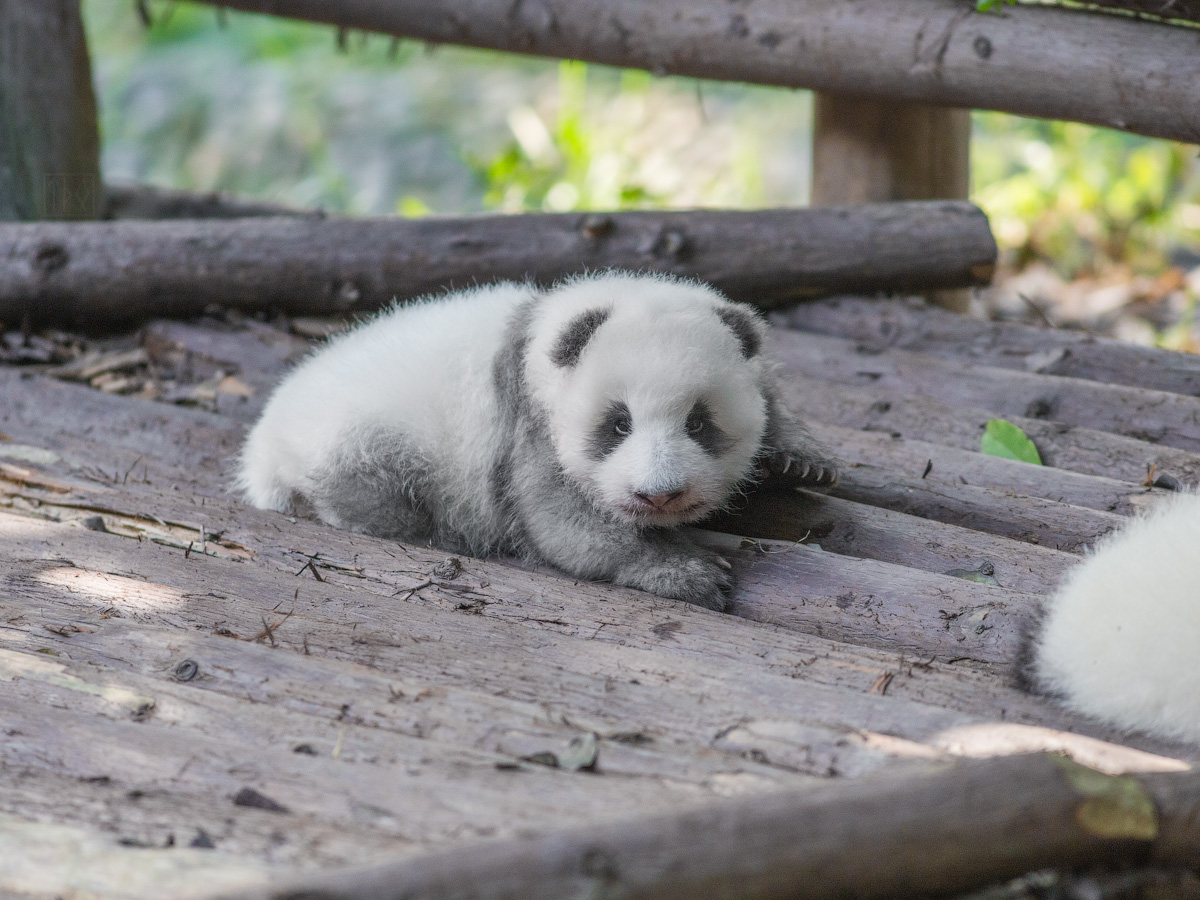2016, октябрь, горные парки Китая, панды и Шанхай.